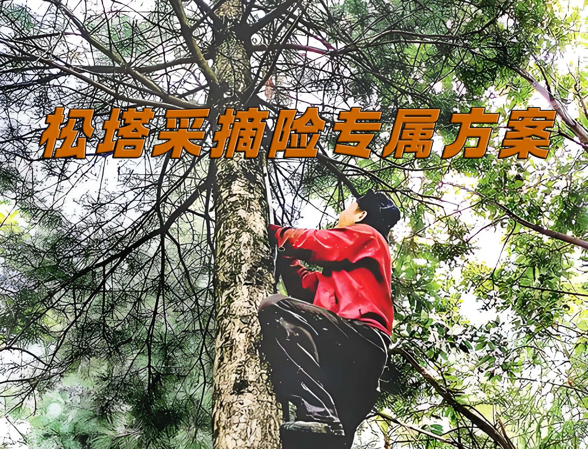 打松子（松塔）保险：松塔采摘险专属方案介绍及购买流程